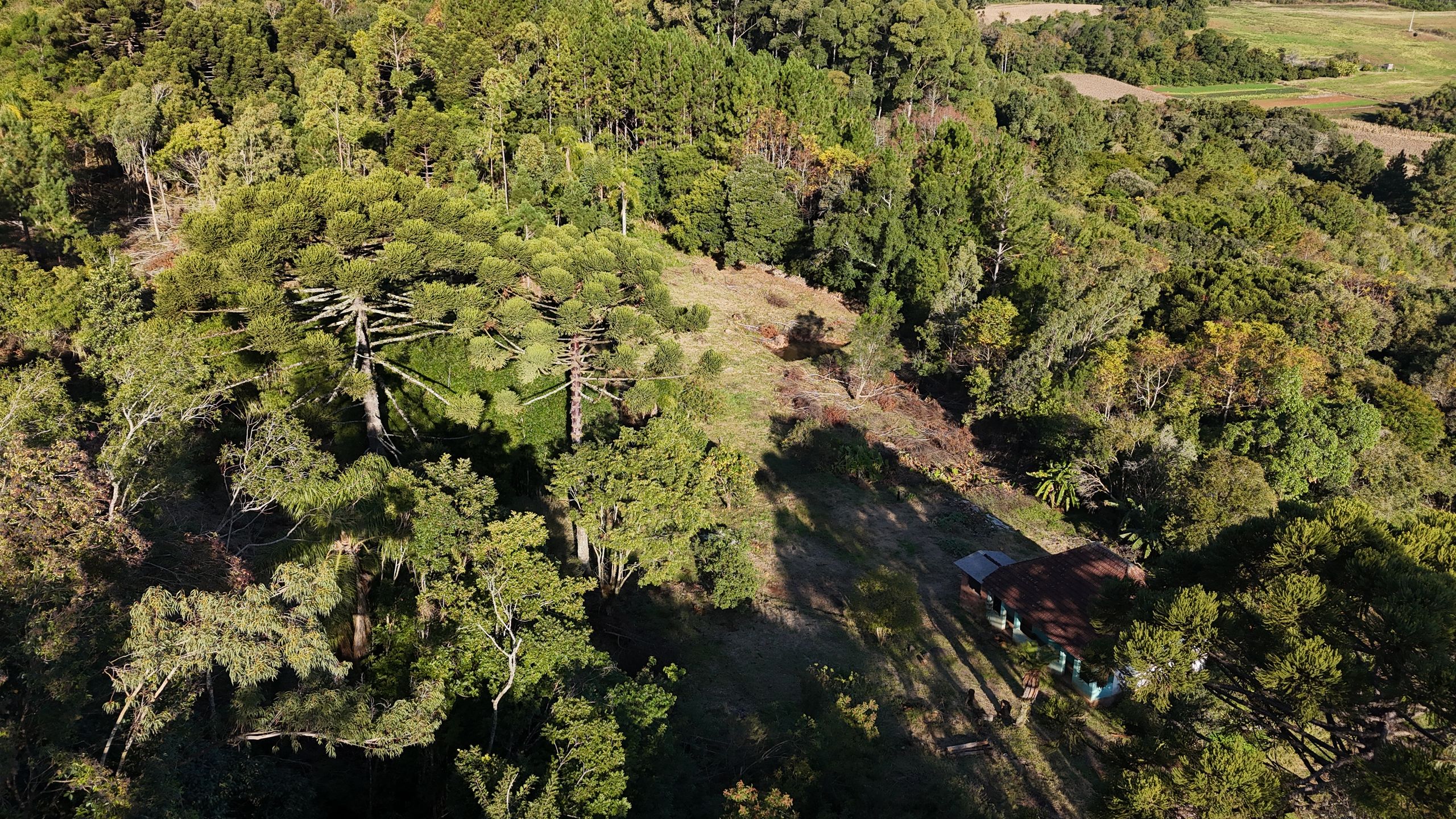 Área de Terras - Linha Marcondes - Área de Terras 11,04ha